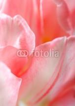 Naklejki Beautiful floral background with pink tulip petals