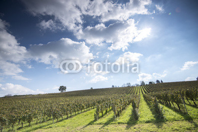 Vineyard under blu sky