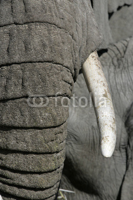 African elephant, Loxodonta africana