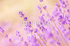 Fototapety Lavender