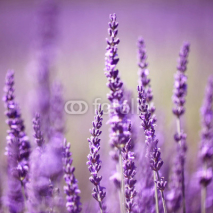 Naklejki Lavender flower