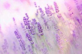 Obrazy i plakaty Beautiful lavender