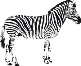 Naklejki zebra