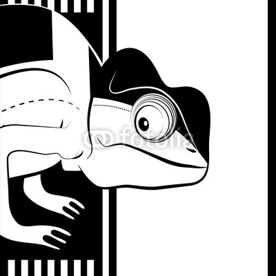 Chameleon on black and white background