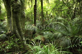 Fototapety Tropical forest