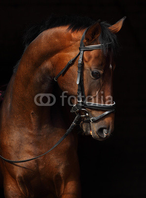 Bay Trakehner Horse with classic bridle