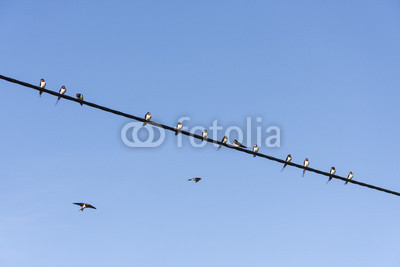 Swallows on cable