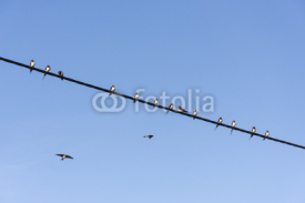 Fototapety Swallows on cable