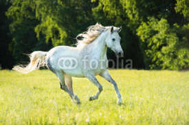 Obrazy i plakaty White Arabian horse runs gallop in the sunset light