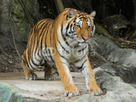 Fototapety Bengal tiger