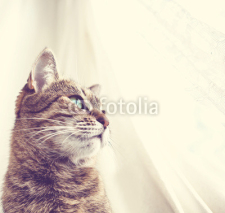 Fototapety Cat