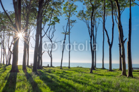 Naklejki The sun shines through some trees