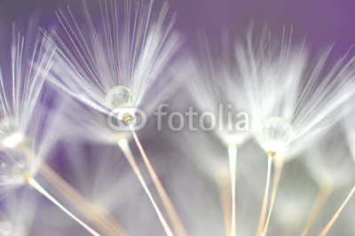water droplet on dandelion seeds