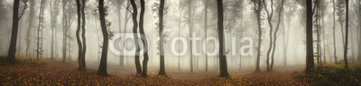 Panoramic forest landscape. Trees and fog on rainy day in natural woods panorama