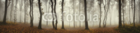 Fototapety Panoramic forest landscape. Trees and fog on rainy day in natural woods panorama