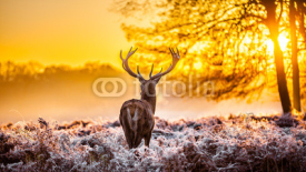 Naklejki Red deer in the morning sun