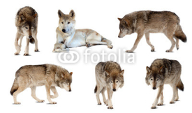 Fototapety Set of few wolves  over white  with shade