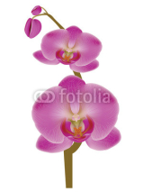 Naklejki Flower Orchid