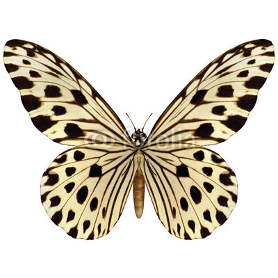 Idea Leuconoe Butterfly
