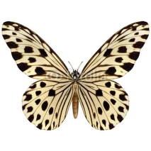 Naklejki Idea Leuconoe Butterfly