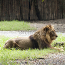 Fototapety male lion