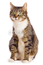 Fototapety european cat