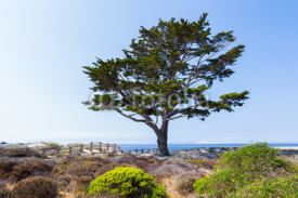 Obrazy i plakaty Cyrpus Tree Lines Path to Monterey Bay