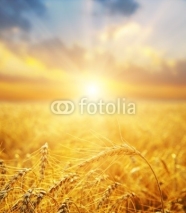 golden wheat field and sunset