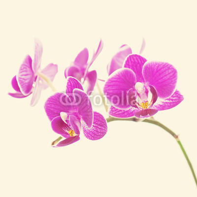 Rare purple orchid with retro filter effect.