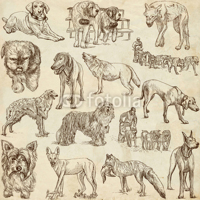 DOGS (Canidae) - (no.1) - hand drawings on paper