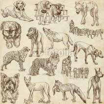 Fototapety DOGS (Canidae) - (no.1) - hand drawings on paper