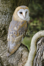 Naklejki Barn owl portrait