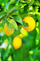 Naklejki Lemons hanging on tree