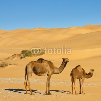 Camels in the Desert - Awbari Sand Sea, Sahara Desert, Libya