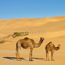 Fototapety Camels in the Desert - Awbari Sand Sea, Sahara Desert, Libya