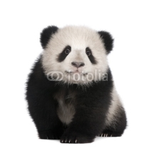 Fototapety Giant Panda (6 months)