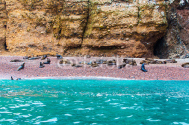 Naklejki South American Sea lions relaxing on rocks of Ballestas
