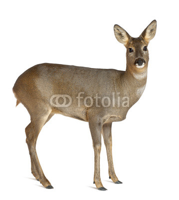 European Roe Deer, Capreolus capreolus, 3 years old, standing