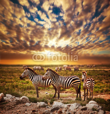 Zebras herd on African savanna at sunset. Safari in Serengeti