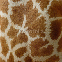 Fototapety Giraffe skin