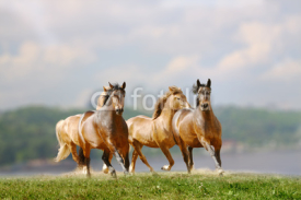 Fototapety horses