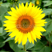 Naklejki Nice picture of a sunflower