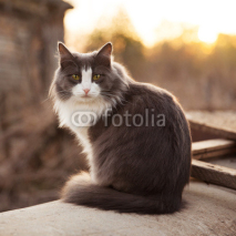 Naklejki Gray cat sitting on the street