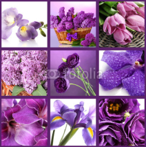 Naklejki Collage of different purple flowers