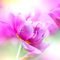 Fototapety Defocus beautiful purple flowers.