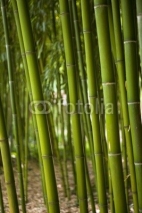 Naklejki Bambous, asie, asiatique, forêt, végétation, végétal, vert