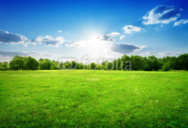 Fototapety Green grass and trees