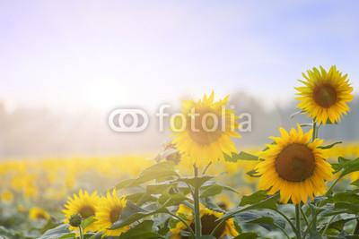Summer time: Three sunflowers at dawn with natural backgroung