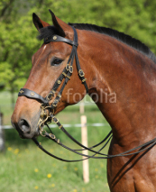 Naklejki Amazing brown horse with beautiful bridle