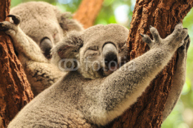 Fototapety Sleeping koalas
